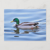 Carte Postale Mallard Duck (Devant)