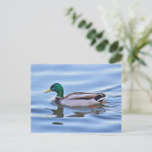 Carte Postale Mallard Duck (Debout devant)