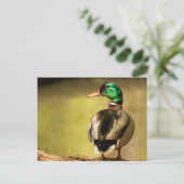 Carte Postale Mallard Duck (Debout devant)