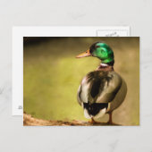 Carte Postale Mallard Duck (Devant / Derrière)