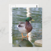 Carte Postale Mallard Duck (Devant / Derrière)