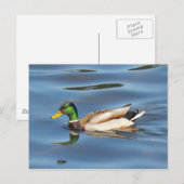 Carte Postale Mallard Duck (Devant / Derrière)
