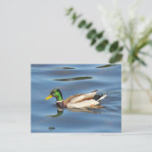 Carte Postale Mallard Duck (Debout devant)