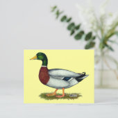 Carte Postale Mallard Duck Drake (Debout devant)