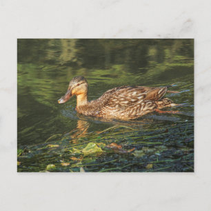 Carte Postale Mallard Duck (femelle)
