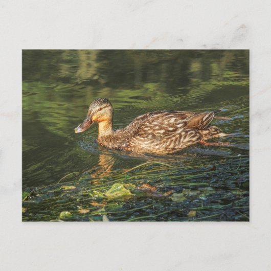 Carte Postale Mallard Duck (femelle) (Devant)