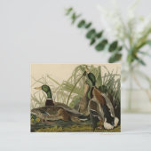Carte Postale Mallard Duck from Audubon's Birds of America (Debout devant)