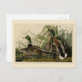 Carte Postale Mallard Duck from Audubon's Birds of America (Devant / Derrière)