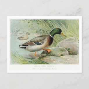 Carte postale Mallard Duck Vintage Illustration