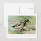 Carte postale Mallard Duck Vintage Illustration (Devant / Derrière)