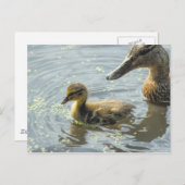 Carte Postale Mallard Duckkling avec sa Mère, (Devant / Derrière)