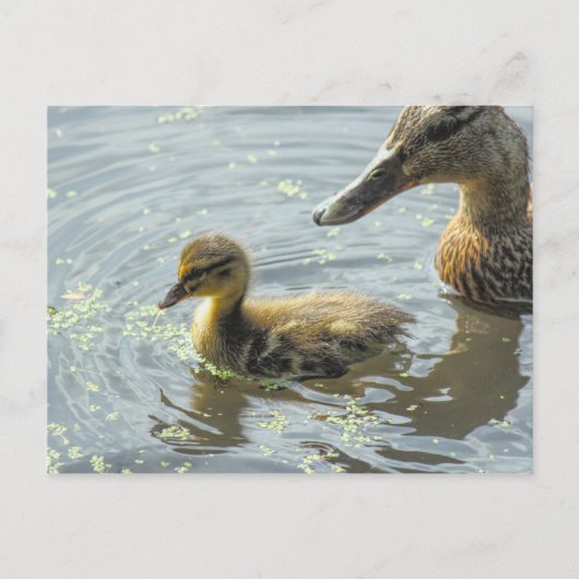 Carte Postale Mallard Duckkling avec sa Mère, (Devant)