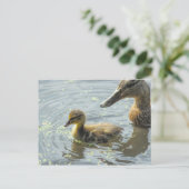 Carte Postale Mallard Duckkling avec sa Mère, (Debout devant)