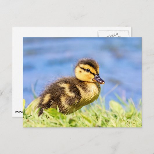 Carte Postale Mallard Duckling (Devant / Derrière)
