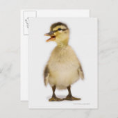 Carte Postale Mallard duckling (Devant / Derrière)