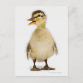 Carte Postale Mallard duckling (Devant)