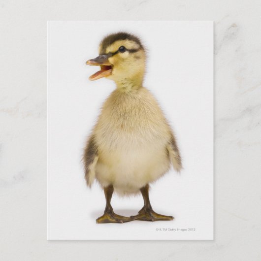 Carte Postale Mallard duckling (Devant)