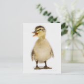 Carte Postale Mallard duckling (Debout devant)