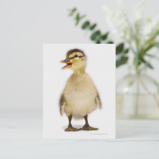Carte Postale Mallard duckling (Debout devant)