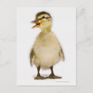 Carte Postale Mallard duckling