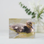 Carte Postale Mallard Duckling (Debout devant)