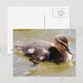 Carte Postale Mallard Duckling (Devant / Derrière)