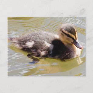 Carte Postale Mallard Duckling