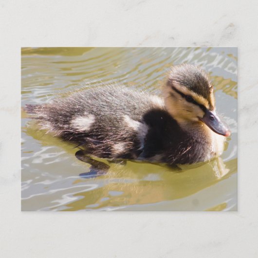 Carte Postale Mallard Duckling (Devant)