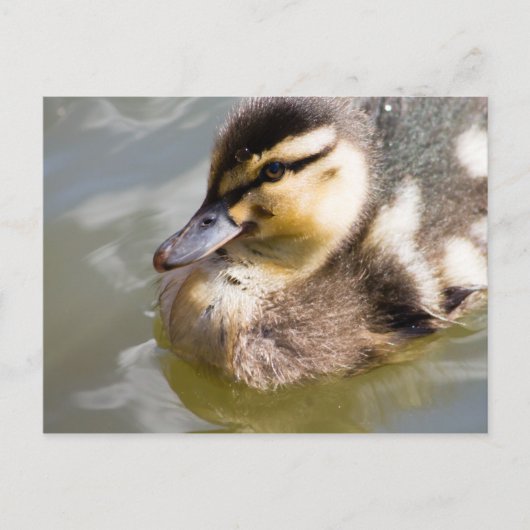 Carte Postale Mallard Duckling (Devant)