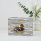 Carte Postale Mallard Duckling (Debout devant)