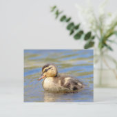 Carte Postale Mallard Duckling (Debout devant)