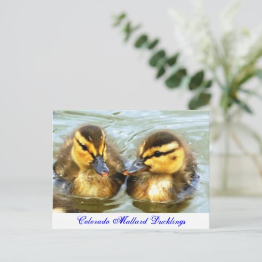 Carte Postale Mallard Ducklings (Debout devant)