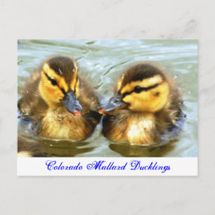 Carte Postale Mallard Ducklings