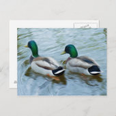 Carte Postale Mallard Ducks (Devant / Derrière)