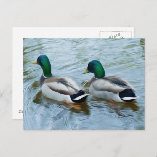 Carte Postale Mallard Ducks (Devant / Derrière)