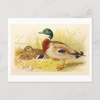 Carte postale Mallard Ducks