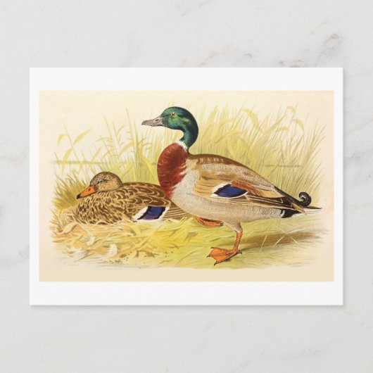 Carte postale Mallard Ducks (Devant)