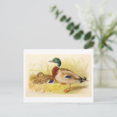 Carte postale Mallard Ducks (Debout devant)