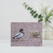Carte postale Mallard Ducks (Debout devant)