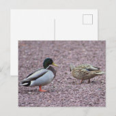 Carte postale Mallard Ducks (Devant / Derrière)