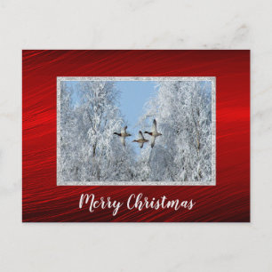 Carte Postale Mallard Ducks Flying Snow Photo Noël