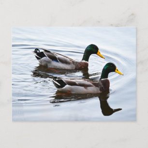 Carte postale Mallard Ducks in Water