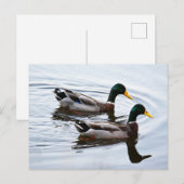 Carte postale Mallard Ducks in Water (Devant / Derrière)