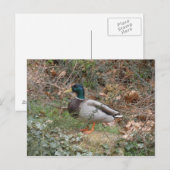 Carte Postale Mallard en parc du régent (Devant / Derrière)