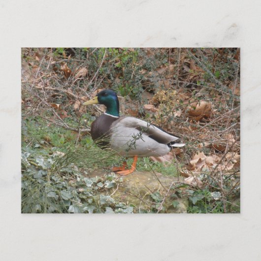 Carte Postale Mallard en parc du régent (Devant)