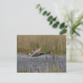 Carte postale Mallard en vol (Debout devant)