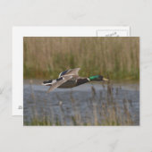Carte postale Mallard en vol (Devant / Derrière)