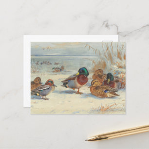 Carte Postale Mallard et turquoise dans la neige, Oiseaux