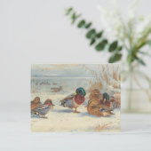 Carte Postale Mallard et turquoise dans la neige, Oiseaux (Debout devant)