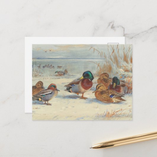 Carte Postale Mallard et turquoise dans la neige, Oiseaux (Devant/Arrière en situation)